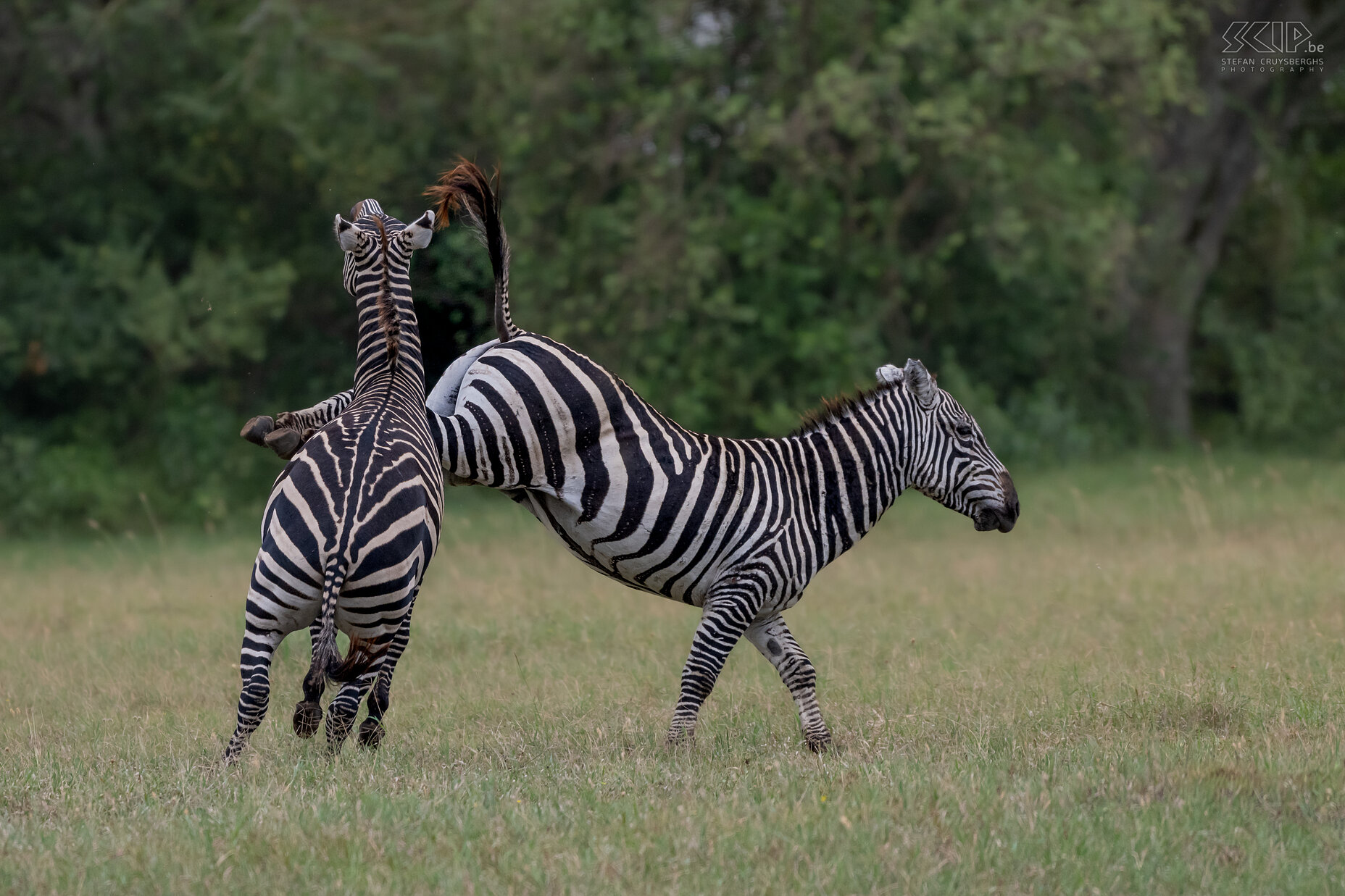 Soysambu - Vechtende zebra's Zebra's zijn sociale dieren die in kleine groepen leven, zogenaamde harems. De harems bestaan uit een mannetje met enkele wijfjes en hun jongen. Af en toe gaat het er echter heftig aan toe als jongen hengsten strijden om hun positie. Wij zagen in Soysambu twee steppezebra's een fel gevecht aangaan. Zebragevechten bestaan voornamelijk uit het bijten in de voor- of achterpoot of nek van de tegenstander. Het meest spectaculaire was als ze op hun achterpoten gingen staan om met te worstelen en te bijten. Af en toe schopten ze met hun achterpoten, wat het meest gevaarlijk is om serieuze verwondingen op te lopen. Stefan Cruysberghs